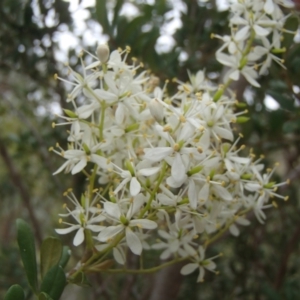 Bursaria spinosa subsp. lasiophylla at Molonglo River Reserve - 31 Dec 2020