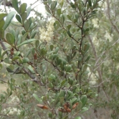 Bursaria spinosa subsp. lasiophylla at Molonglo River Reserve - 31 Dec 2020 11:38 AM