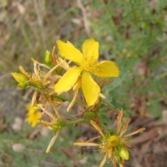 Hypericum perforatum (St John's Wort) at Lower Molonglo - 31 Dec 2020 by rbtjwht