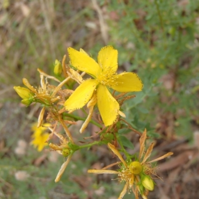 Hypericum perforatum (St John's Wort) at Molonglo River Reserve - 31 Dec 2020 by rbtjwht