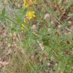 Hypericum perforatum at Molonglo River Reserve - 31 Dec 2020