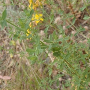 Hypericum perforatum at Molonglo River Reserve - 31 Dec 2020 11:38 AM