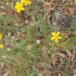 Hypericum perforatum at Molonglo River Reserve - 31 Dec 2020