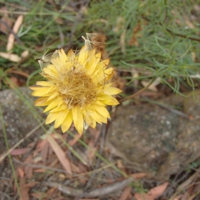 Xerochrysum viscosum (Sticky Everlasting) at Lower Molonglo - 31 Dec 2020 by rbtjwht