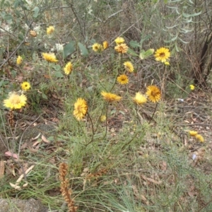 Xerochrysum viscosum at Molonglo River Reserve - 31 Dec 2020