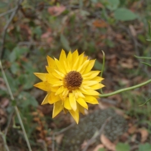 Xerochrysum viscosum at Molonglo River Reserve - 31 Dec 2020