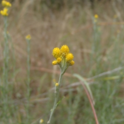 Chrysocephalum semipapposum (Clustered Everlasting) at Holt, ACT - 31 Dec 2020 by rbtjwht