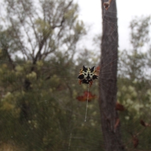 Austracantha minax at Molonglo River Reserve - 31 Dec 2020