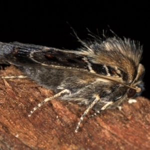 Proteuxoa sanguinipuncta at Melba, ACT - 1 Jan 2021 01:12 AM