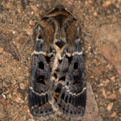 Proteuxoa sanguinipuncta at Melba, ACT - 1 Jan 2021 01:12 AM