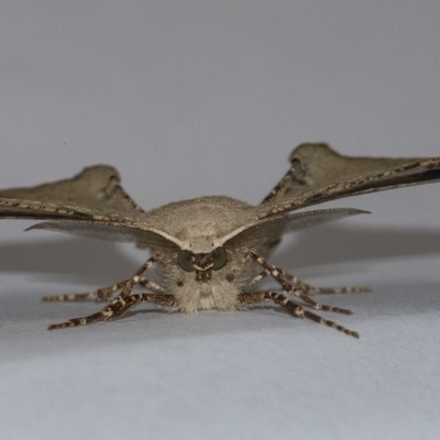 Circopetes obtusata (Grey Twisted Moth) at Googong, NSW - 21 Jan 2021 by WHall
