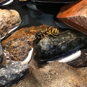 Vespula germanica at Gungahlin, ACT - 22 Jan 2021