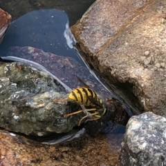 Vespula germanica at Gungahlin, ACT - 22 Jan 2021