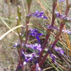 Lobelia gibbosa at Majura, ACT - 22 Jan 2021