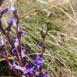 Lobelia gibbosa at Majura, ACT - 22 Jan 2021