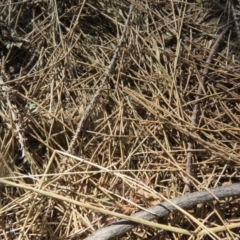 Maratus griseus at Paddys River, ACT - 22 Jan 2021