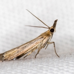 Faveria tritalis (Couchgrass Webworm) at Melba, ACT - 1 Jan 2021 by Bron