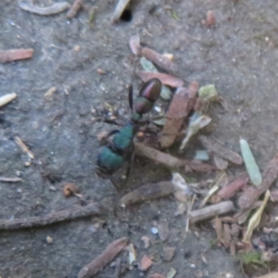 Rhytidoponera metallica (Greenhead ant) at Paddys River, ACT - 22 Jan 2021 by Christine