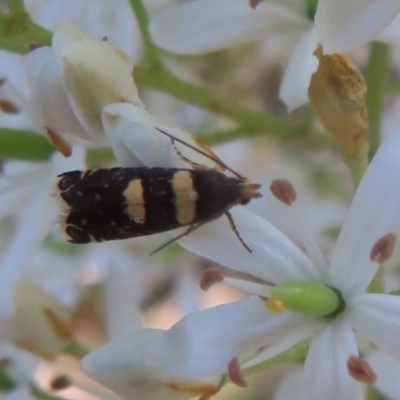 Glyphipterix chrysoplanetis (A Sedge Moth) at Paddys River, ACT - 21 Jan 2021 by Christine