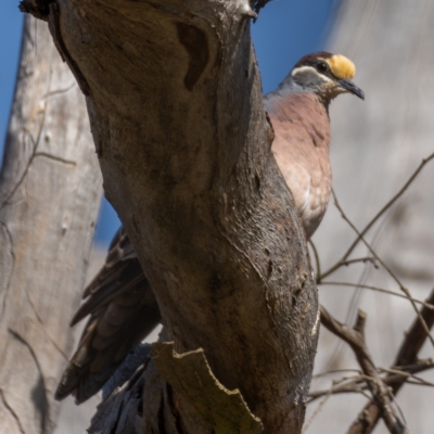 Phaps chalcoptera (Common Bronzewing) at Forde, ACT - 20 Jan 2021 by trevsci