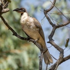 Philemon corniculatus (Noisy Friarbird) at Forde, ACT - 19 Jan 2021 by trevsci