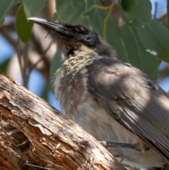 Philemon corniculatus at Forde, ACT - 20 Jan 2021 10:14 AM