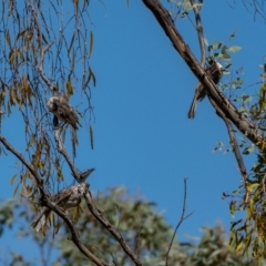 Philemon corniculatus at Forde, ACT - 20 Jan 2021 10:14 AM