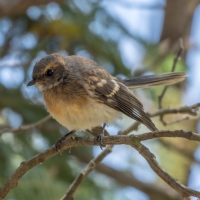 Rhipidura albiscapa (Grey Fantail) at Forde, ACT - 20 Jan 2021 by trevsci