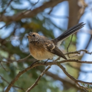 Rhipidura albiscapa at Forde, ACT - 20 Jan 2021