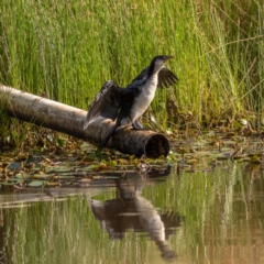 Microcarbo melanoleucos (Little Pied Cormorant) at Forde, ACT - 20 Jan 2021 by trevsci