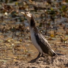 Microcarbo melanoleucos at Forde, ACT - 20 Jan 2021