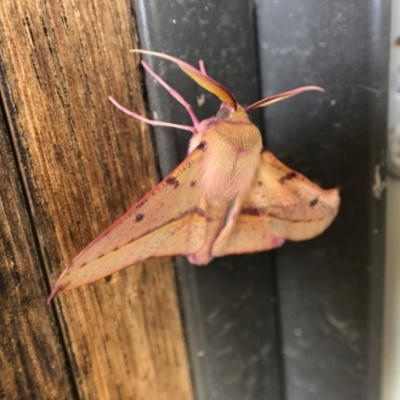 Oenochroma vinaria (Pink-bellied Moth, Hakea Wine Moth) at Holt, ACT - 22 Jan 2021 by JasonC