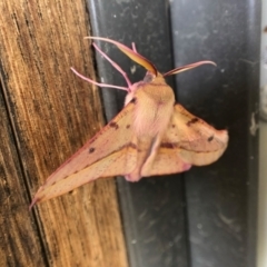 Oenochroma vinaria at Holt, ACT - 22 Jan 2021