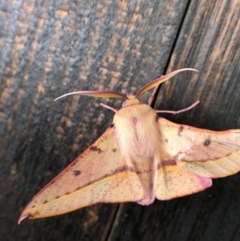 Oenochroma vinaria at Holt, ACT - 22 Jan 2021