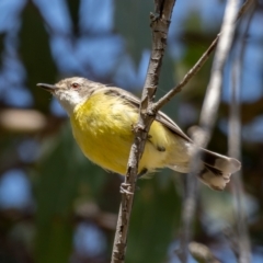 Gerygone olivacea at Throsby, ACT - 20 Jan 2021