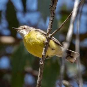 Gerygone olivacea at Throsby, ACT - 20 Jan 2021