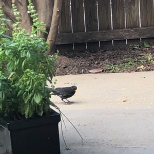 Turdus merula at Gungahlin, ACT - 22 Jan 2021