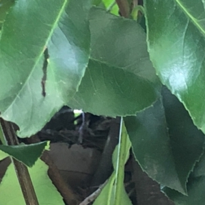 Turdus merula at Gungahlin, ACT - 22 Jan 2021