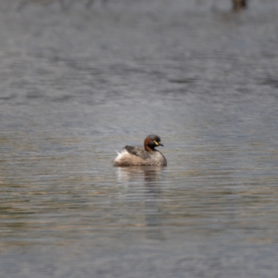 Tachybaptus novaehollandiae (Australasian Grebe) at Forde, ACT - 20 Jan 2021 by trevsci