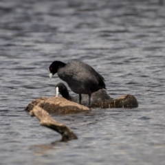 Fulica atra at Forde, ACT - 20 Jan 2021