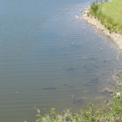 Cyprinus carpio (Common Carp) at Nicholls, ACT - 17 Jan 2021 by TrishGungahlin