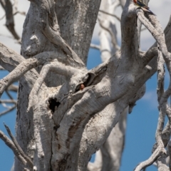 Platycercus eximius (Eastern Rosella) at Forde, ACT - 20 Jan 2021 by trevsci