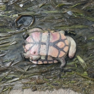 Chelodina longicollis at Gungahlin, ACT - 22 Jan 2021