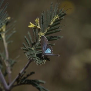 Jalmenus icilius at Greenway, ACT - 19 Jan 2021 11:00 AM