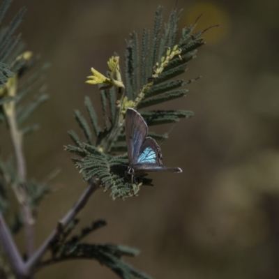 Jalmenus icilius (Amethyst Hairstreak) at Pine Island to Point Hut - 19 Jan 2021 by PaulB