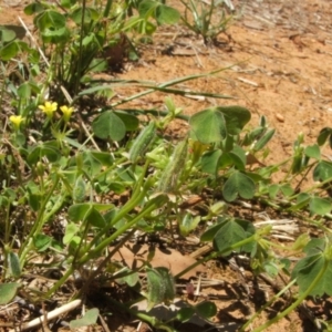 Oxalis perennans at Nangus, NSW - 13 Dec 2010 11:55 AM