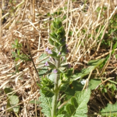 Salvia verbenaca var. verbenaca (Wild Sage) at Nangus, NSW - 12 Dec 2010 by abread111