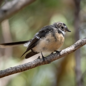 Rhipidura albiscapa at Forde, ACT - 20 Jan 2021