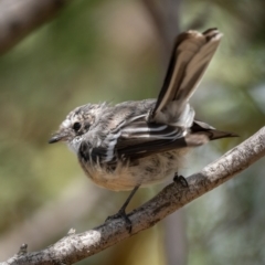 Rhipidura albiscapa at Forde, ACT - 20 Jan 2021