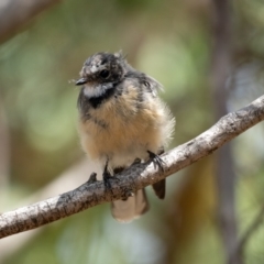 Rhipidura albiscapa at Forde, ACT - 20 Jan 2021